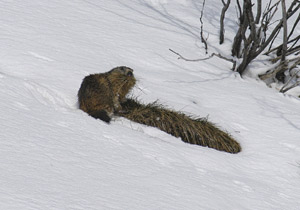 vers chalet blanc 12/2003
