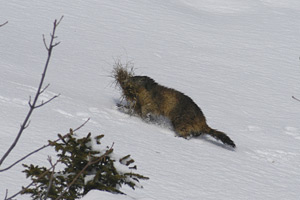 vers chalet blanc 12/2003