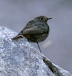 un pipit ? col de cordon