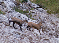 ao&ucirc;t 2003 col de cordon