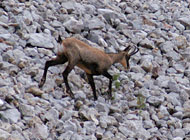 ao&ucirc;t 2003 col de cordon