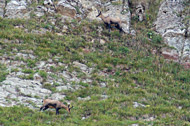 ao&ucirc;t 2003 col de cordon