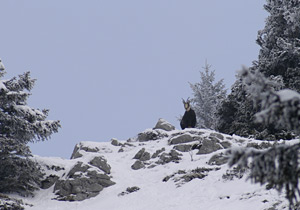 d&eacute;cembre 2003 col de haute pointe