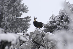 d&eacute;cembre 2003 col de haute pointe