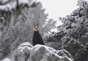 d&eacute;cembre 2003 col de haute pointe
