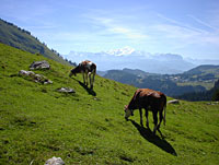 vers le chalet blanc