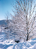 D&eacute;cembre 1999