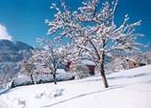 d&eacute;cembre 1999