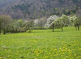 Pouilly